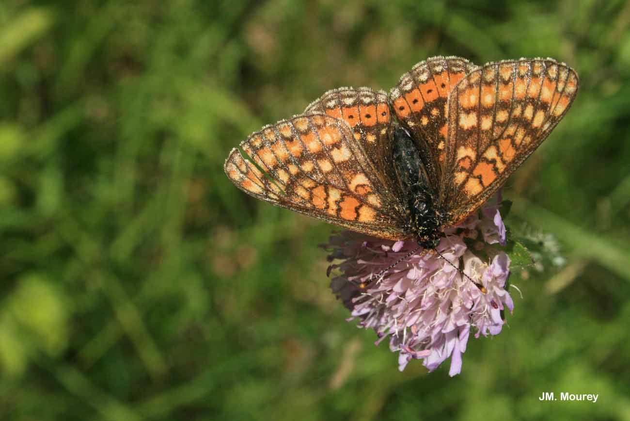 Damier de la succise 
